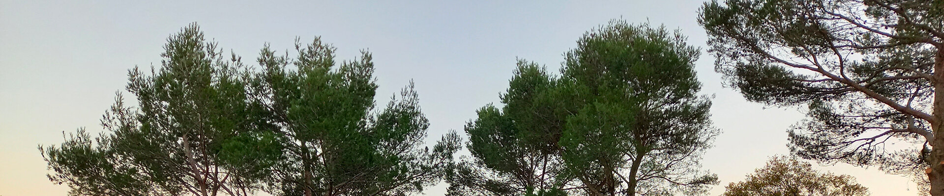 Élagage | Seb Paysages - Élagueur grimpeur à Nîmes et alentours